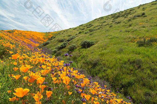 加利福尼亚州的水平野花和野草