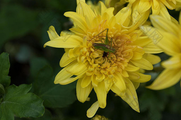 英国伦敦夏季花园里黄色菊花上的长角甲虫