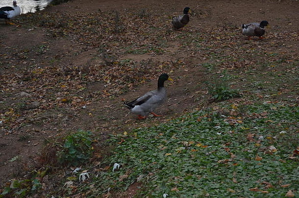 田纳西州斯威特沃特的鸭子公园里，秋天落叶的绿头鸭