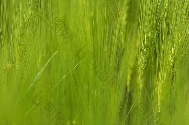 小麦作物成熟夏天