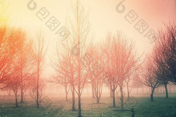 应用了复古风格过滤器的雾天景观场景。