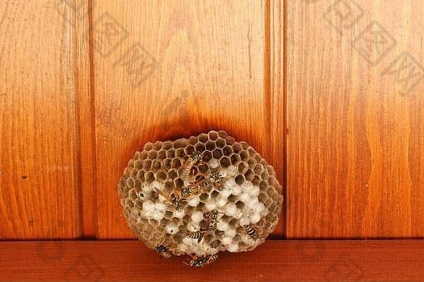 黄蜂在蜂巢上工作和两个黄蜂打架的特写镜头。。自然界工作