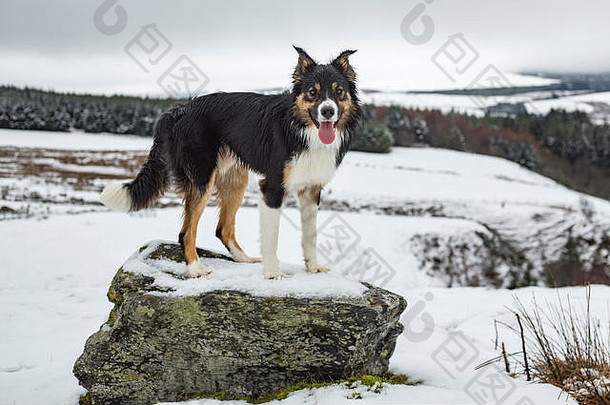 一只三色边境牧羊犬站在一块岩石上，周围是积雪覆盖的乡村。