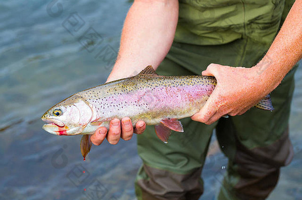 一个渔夫手里拿着一条原产于俄勒冈州Deschutes河的<strong>红边</strong>虹鳟鱼。
