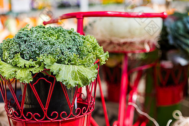 生菜在盆里的红色自行车篮子里。