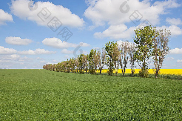 春天，在蓝色多云的天空下，农田里有一排白杨树的英国风景