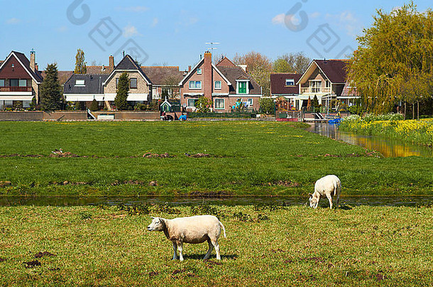 在<strong>荷兰</strong>小镇附近的绿色草地上吃草的绵羊