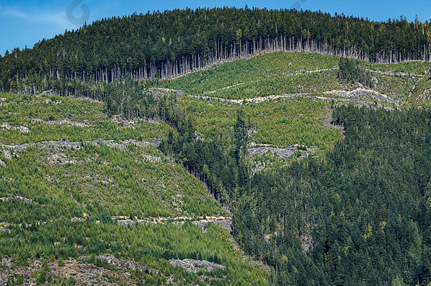 大部分山腰沿海英国哥伦比亚重新种植日志记录道路砍伐树削减疤痕景观