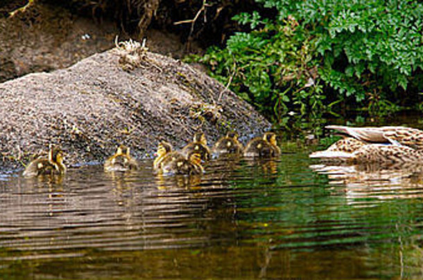 一只母鸭的全景图，一大群14只小鸭跟在后面，爬上一块大石头