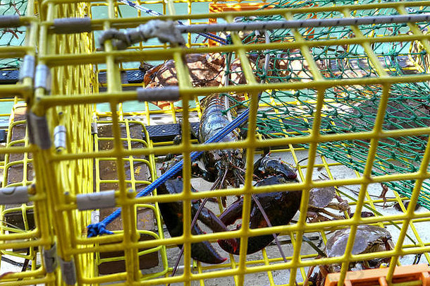 缅因州波特兰市一艘渔船上渔民陷阱里的龙虾