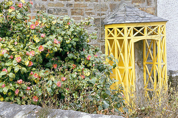 石屋前花园中的粉红色茶花，带有明亮的黄色格子门廊