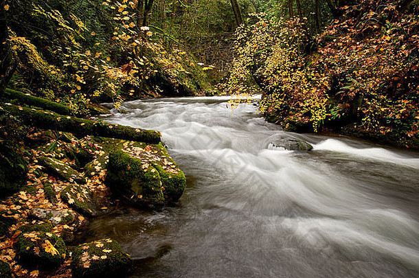在太平洋西北部一个可爱的秋天，Whatcom小溪流过一片森林。