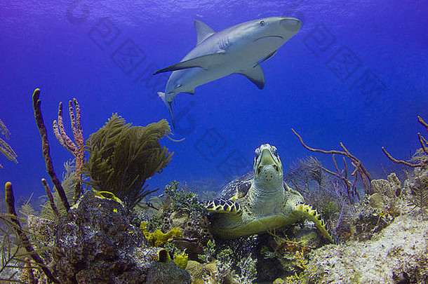 一条加勒比海的礁鲨经过礁上的一只玳瑁龟