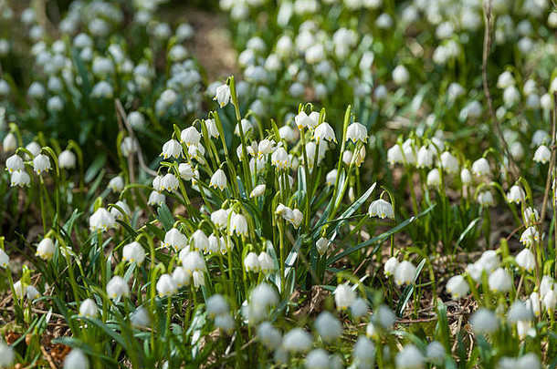场美丽的白色早期春天雪花花白细胞vernum森林