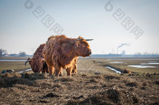 荷兰荒地上的苏格兰高地牛。荷兰的自然公园，河流、运河、池塘和溢流区之间的草地。