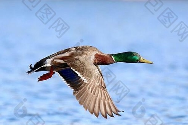 一只德雷克绿头<strong>鸭</strong>在蓝色的湖面上飞翔