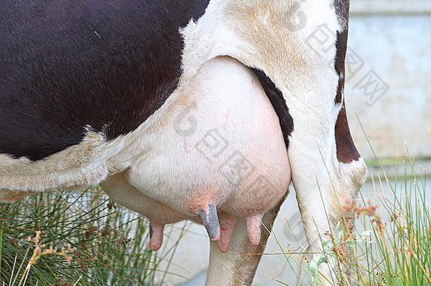 一个充满牛<strong>奶</strong>的大乳房的细节