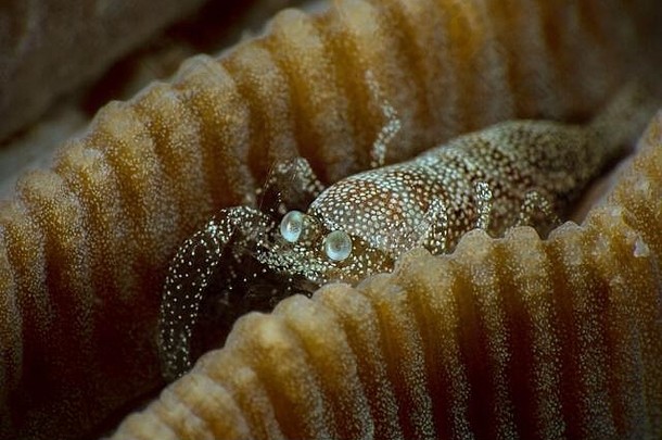 蝎子虾metapontonia天蝎座共生珊瑚角膜炎大小水下宏<strong>摄影</strong>romblon菲律宾