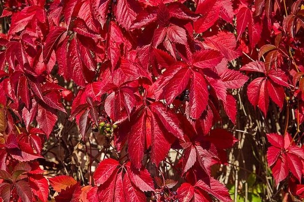 十月一个阳光明媚的日子里，处女五叶葡萄（Pathenocíssus kinguefolia）的红叶特写