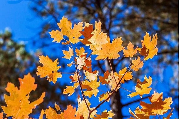 亚利桑那州塞多纳州橡树溪峡谷，色彩鲜艳的秋季鹅卵石。