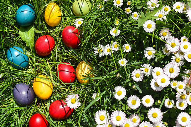 绿色草地上的彩色复活节彩蛋和白色的春花