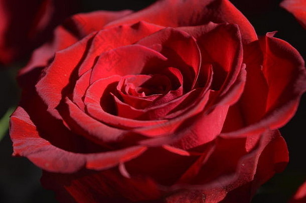 阳光下的红玫瑰图片