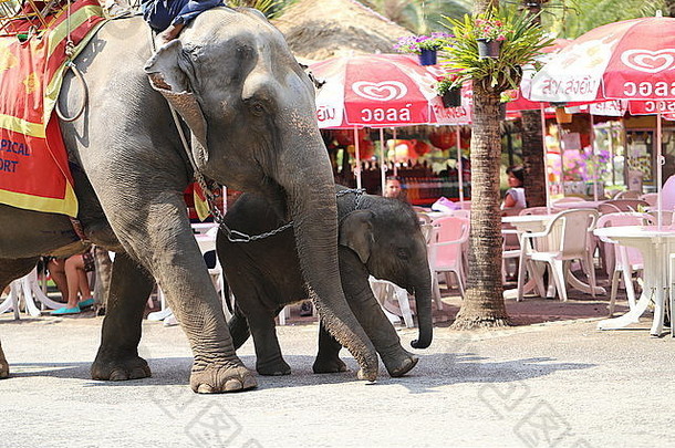 泰国大象和大象小孩特写镜头