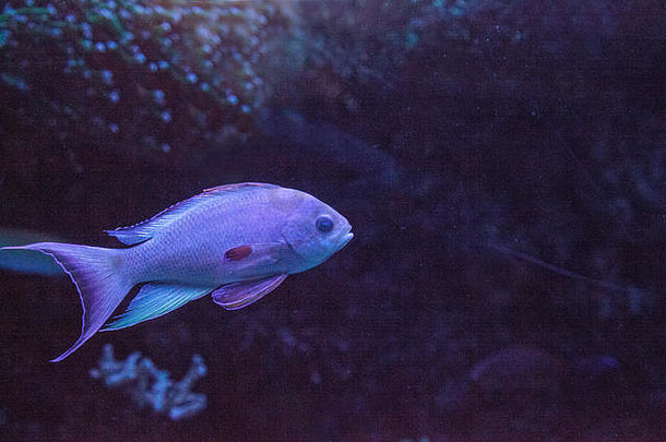 粉红色的闪光濑鱼帕拉奇利努斯carpenteri游泳海洋礁