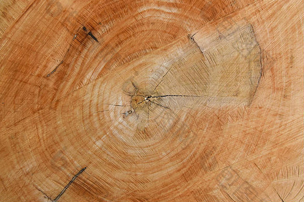 树木年轮的特写图。木质纹理背景。