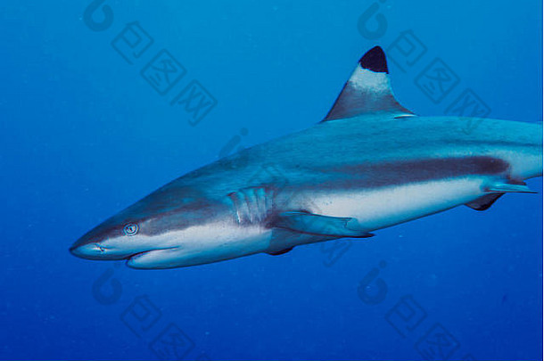 在蓝色中游泳的黑鳍礁鲨。密克罗尼西亚亚普岛眩晕处的鲨鱼潜水
