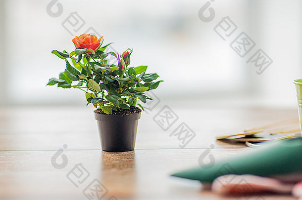 家里桌子上花盆里玫瑰花的特写镜头