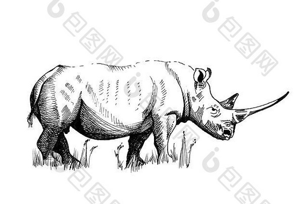 Rhino手绘插图（原件，无痕迹）