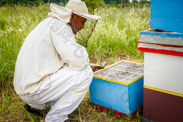 养蜂人正在控制蜂群的情况，取出木架上的蜂巢。
