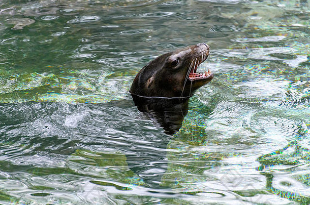 加利福尼亚海狮（Zalophus californianus）游泳、张嘴和吠叫的特写照片