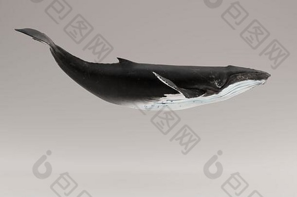 座头鲸鲸鱼插图渲染