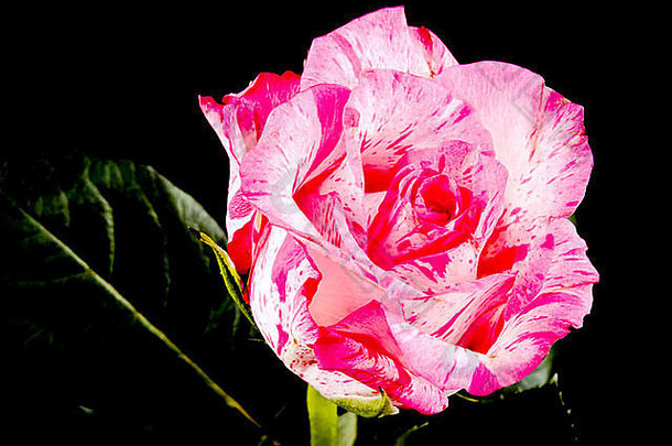黑色背景上的粉红玫瑰图片