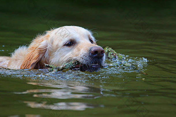 一只成年金毛猎犬正在英国河里游泳