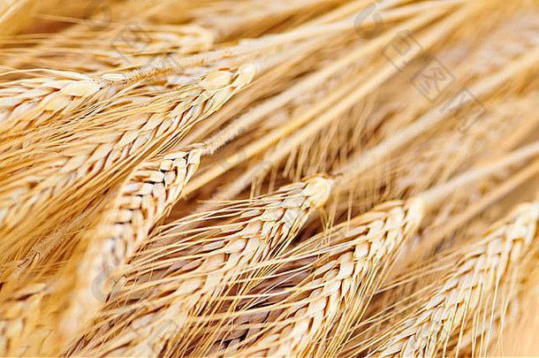 金褐色成熟小麦穗收起来
