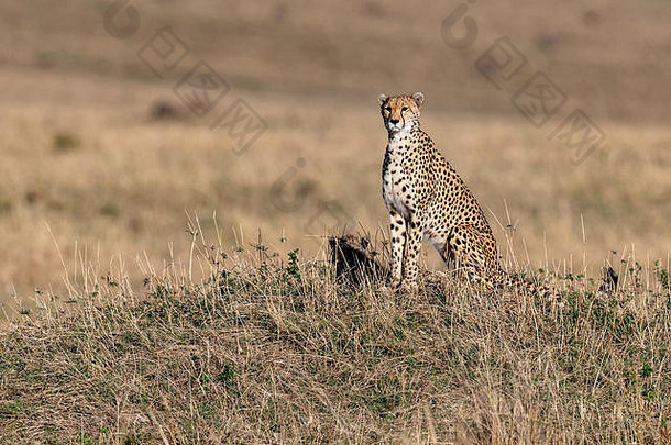 非洲肯尼亚的猎豹