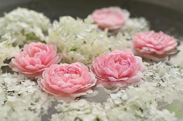 粉红色玫瑰和白色绣球花的特写镜头。以浪漫背景为主题的美容护肤品婚庆之春