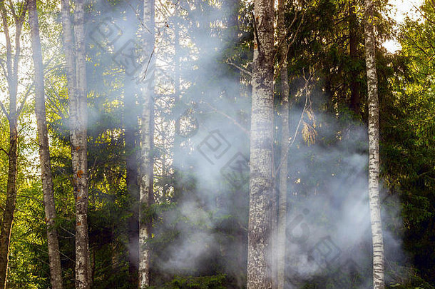夏季森林中的火灾烟雾，森林火灾