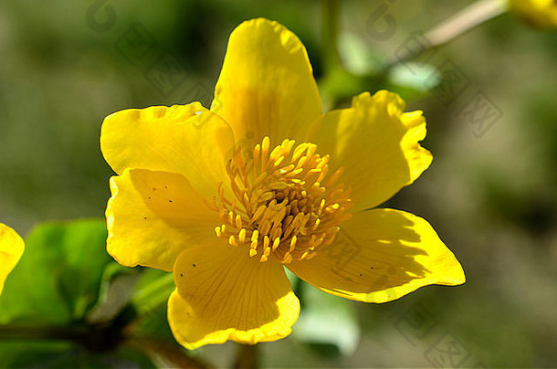充满活力的黄色的毛茛属植物花夏天太阳
