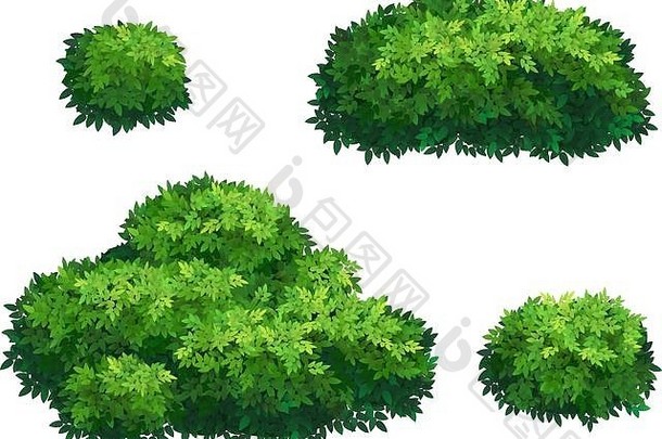 绿色灌木树皇冠
