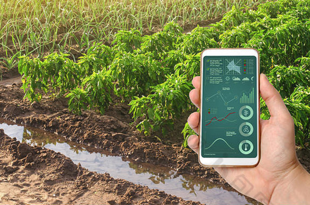 以甜椒和韭葱种植园为背景的智能手机。在农场种植蔬菜，收获待售。Agr