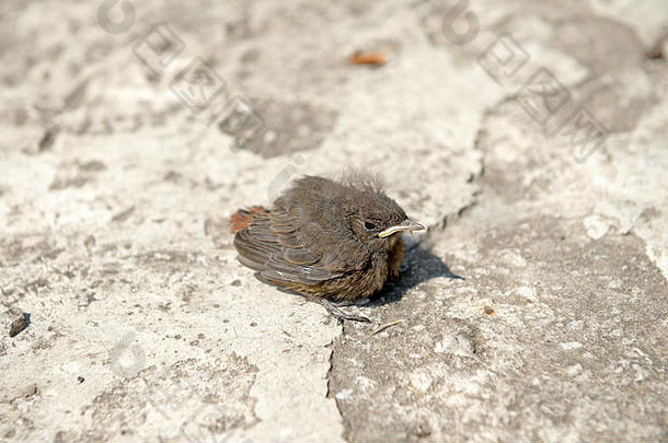 小红尾鸲雏鸟坐着水泥铺平道路明亮的阳光