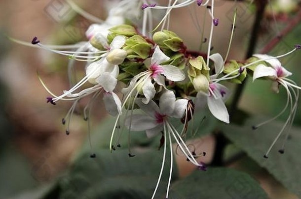 自然摄影花卉图片库免费图片