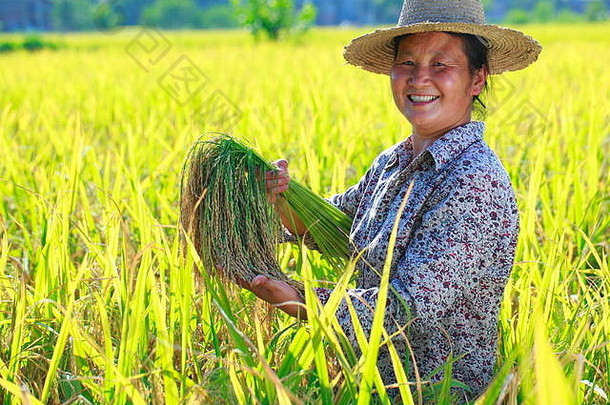 快乐亚洲农民肖像大米帕迪大米收获女农民持有大米微笑场
