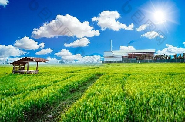 绿色工厂-植物-环境友好型工艺-空气清新-绿色稻田。