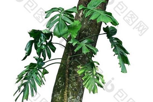 热带叶的本地怪兽（Epiremnum pinnatum）藤本植物生长在野生攀援的丛林树上，热带森林植物常绿藤本植物bu