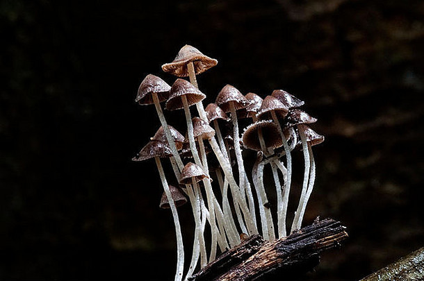 集团蘑菇日益增长的木材